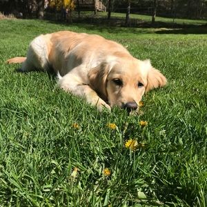 Meet your Posher, Sammie